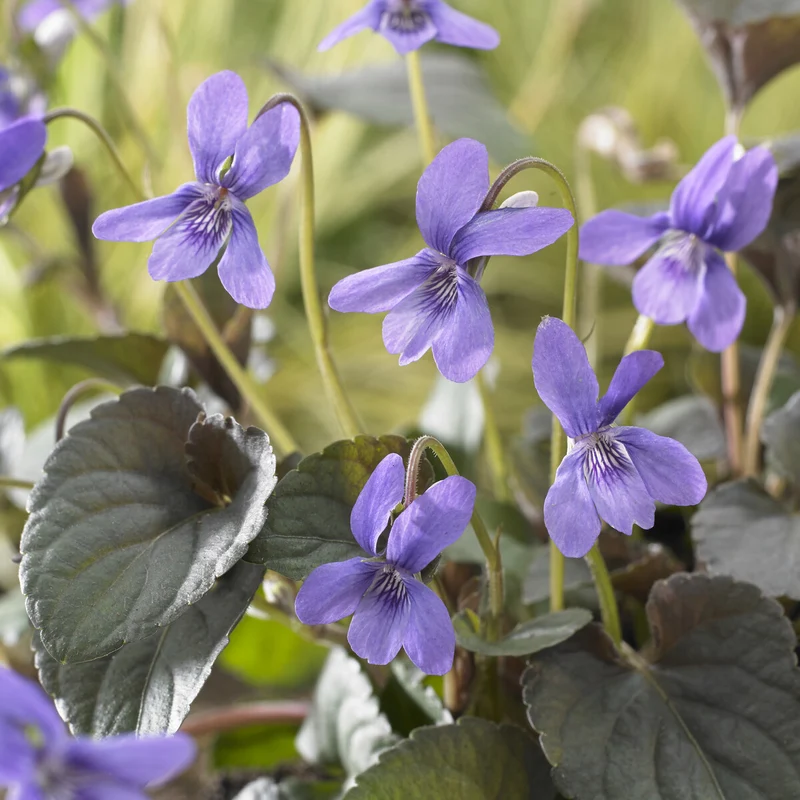 Violette de Labrador