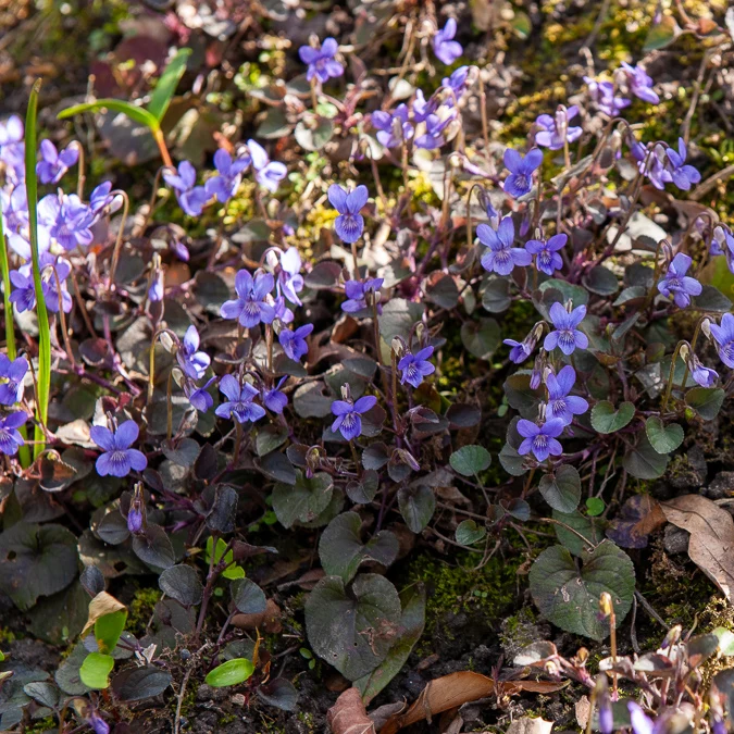 Violette de Labrador