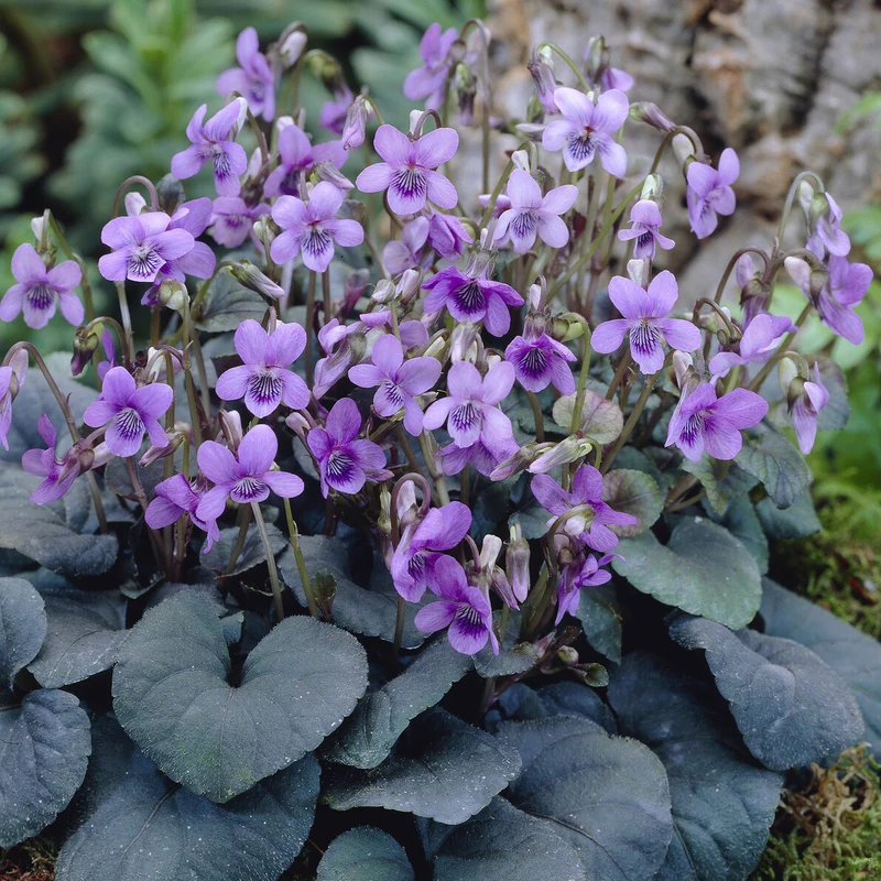 Violette de Labrador
