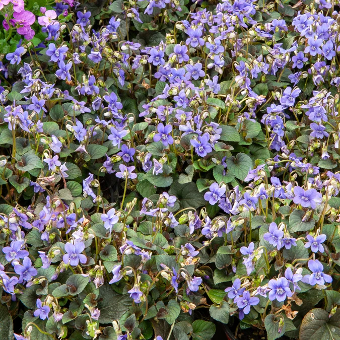 Violette de Labrador