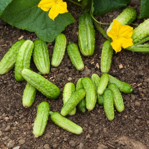 Cornichon Vert Petit de Paris