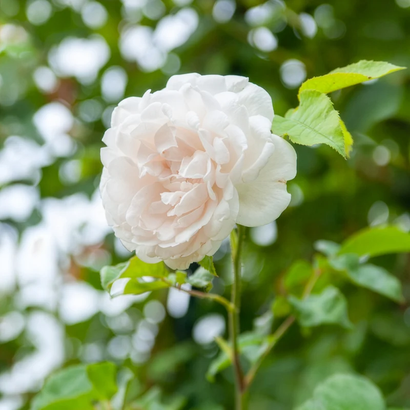 Rosier grimpant Mme Alfred Carrière