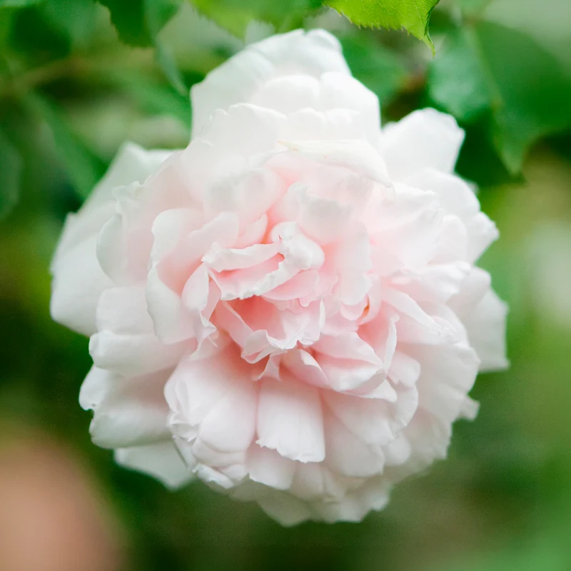 Rosier grimpant Mme Alfred Carrière