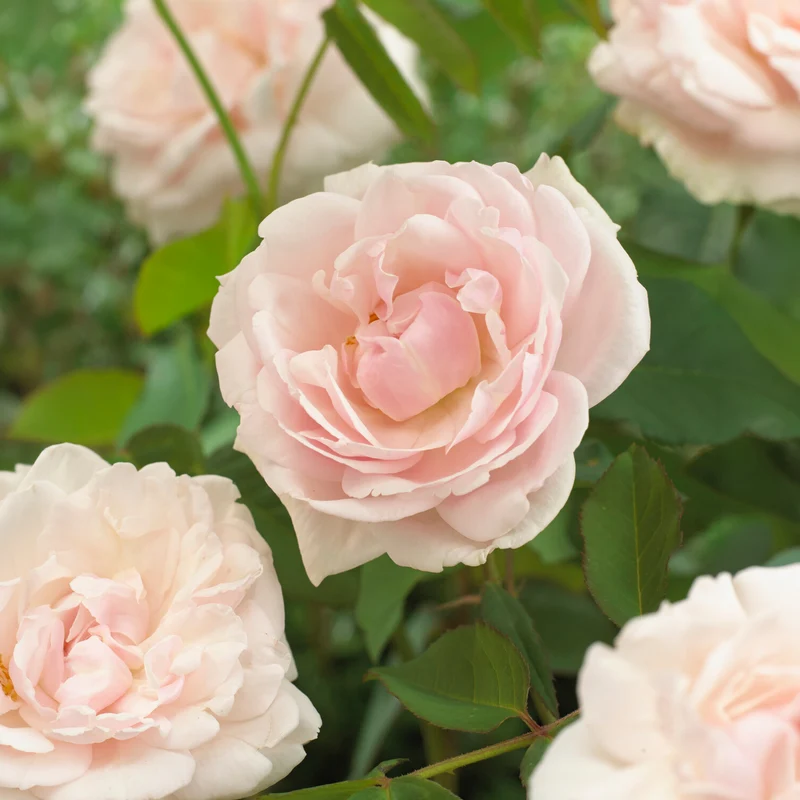 Rosier grimpant Mme Alfred Carrière