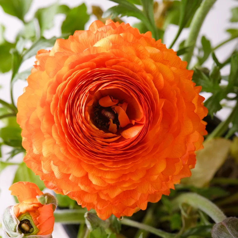10 Renoncules Orange Flame