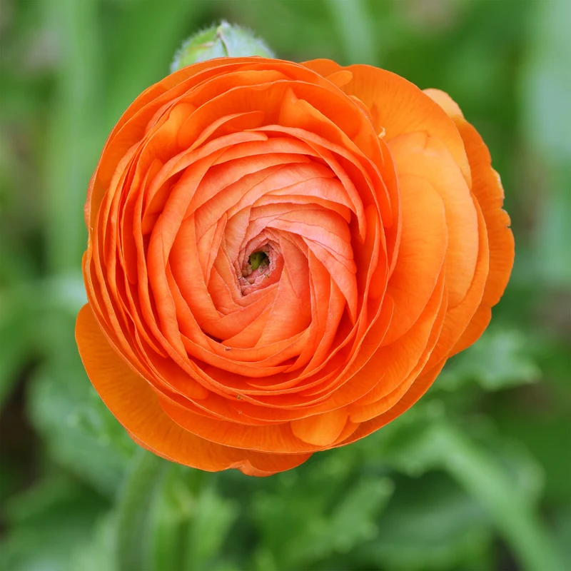 10 Renoncules Orange Flame
