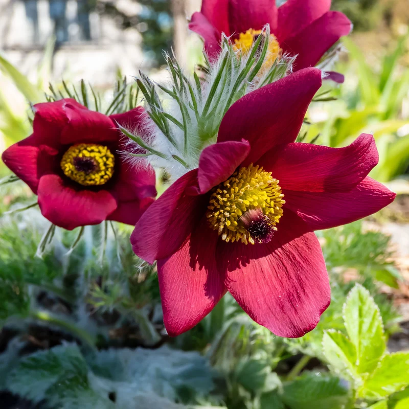 Anémone pulsatille rouge