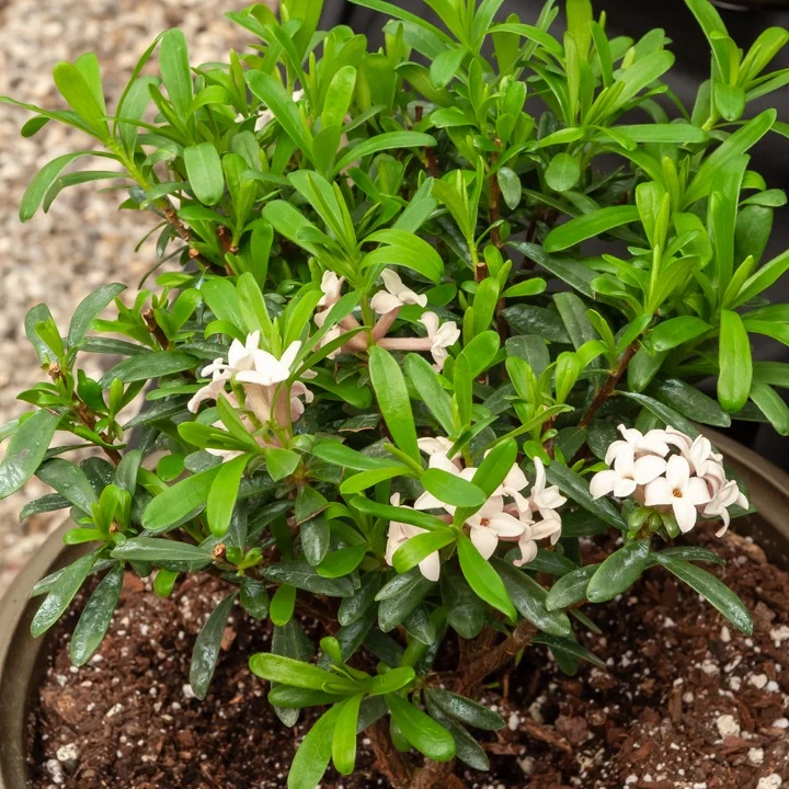 Daphne transatlantica Eternal Fragrance Blafra