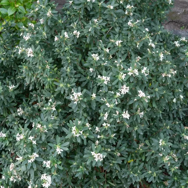 Daphne transatlantica Eternal Fragrance Blafra