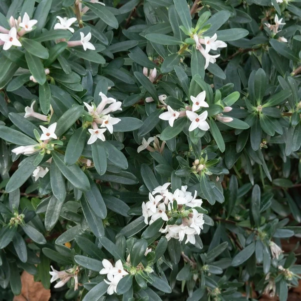 Daphne transatlantica Eternal Fragrance Blafra