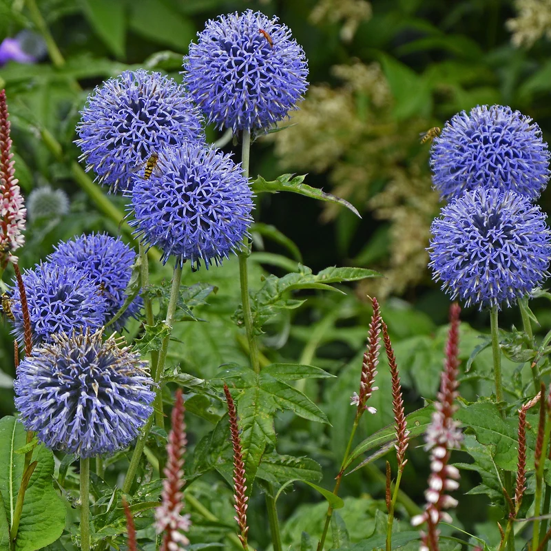 Boules azurées Veitchs Blue