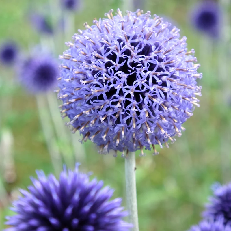 Boules azurées Veitchs Blue