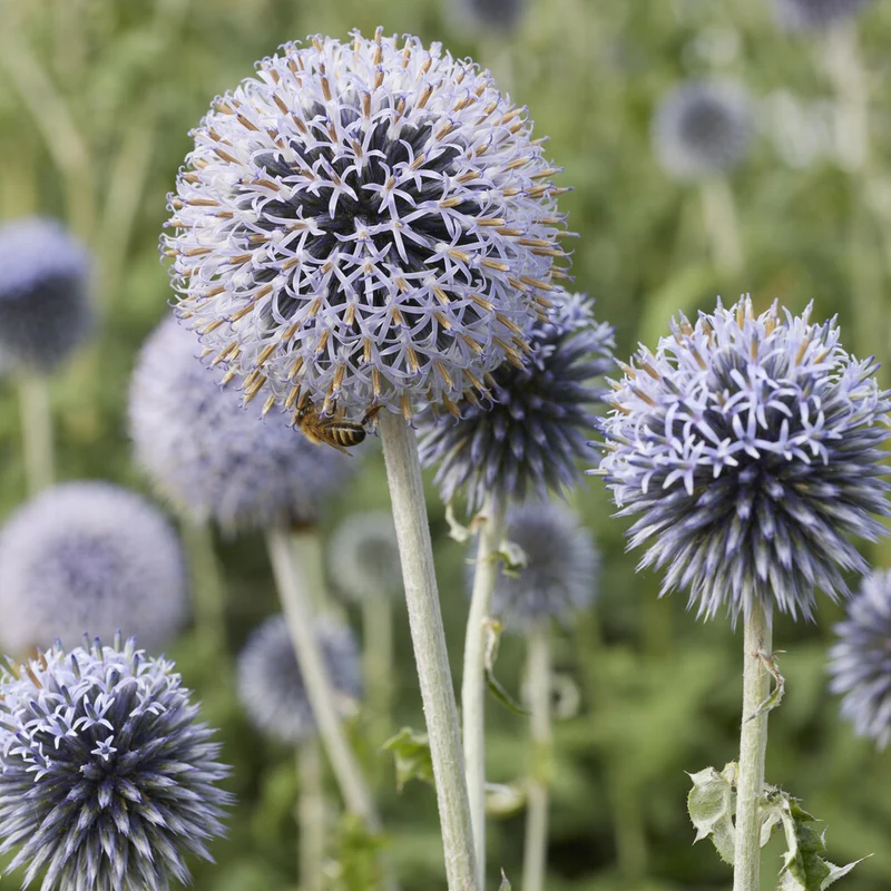 Boules azurées Veitchs Blue