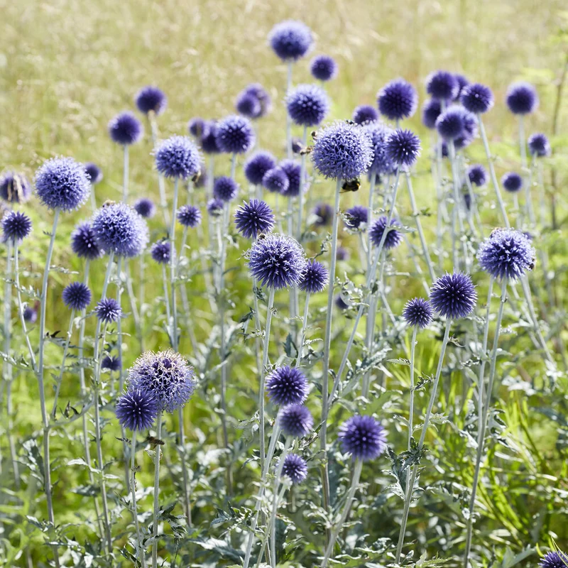 Boules azurées Veitchs Blue