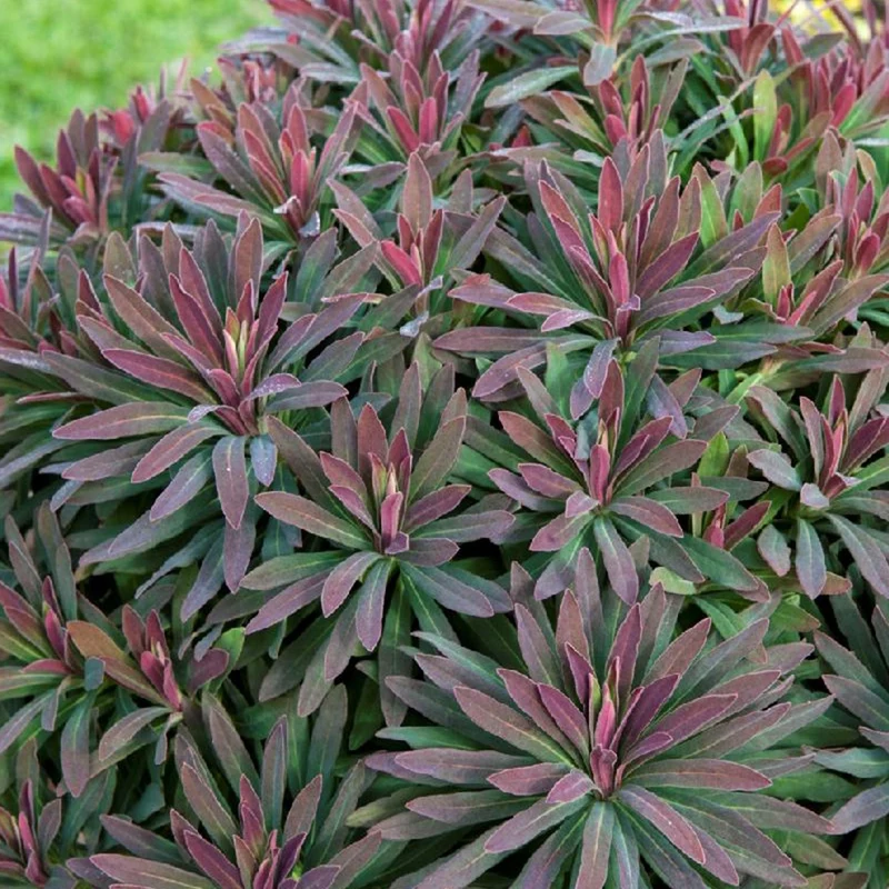 Euphorbe amygdaloides Ruby Glow