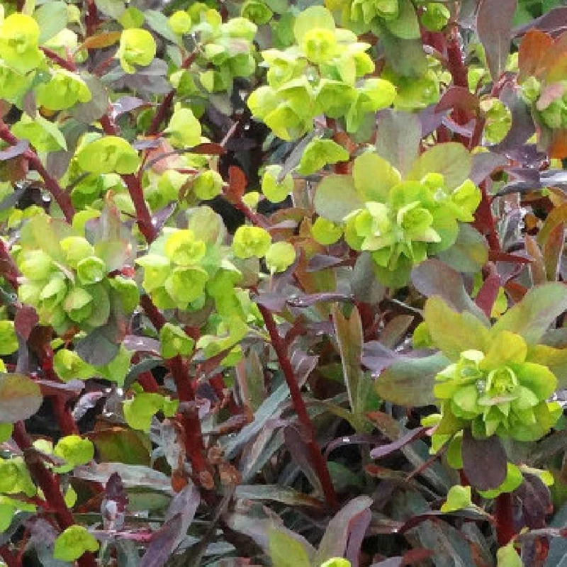 Euphorbe amygdaloides Ruby Glow