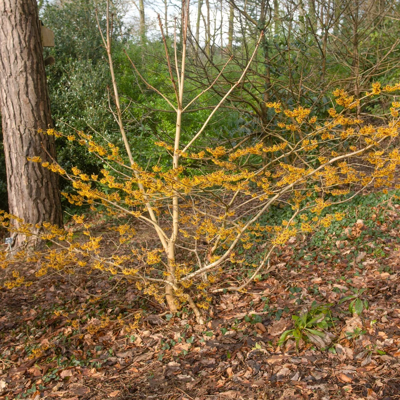 Hamamélis intermedia Orange Beauty