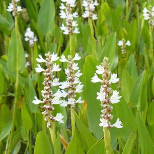 Pontédérie à feuilles en cœur White Pike
