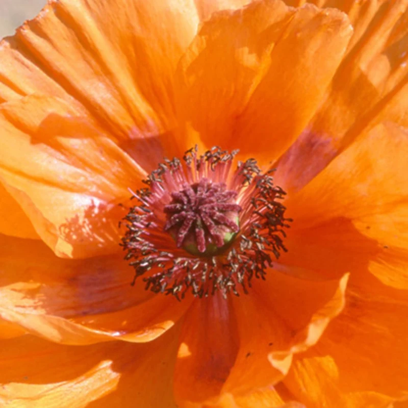 Pavot d'Orient Harvest Moon