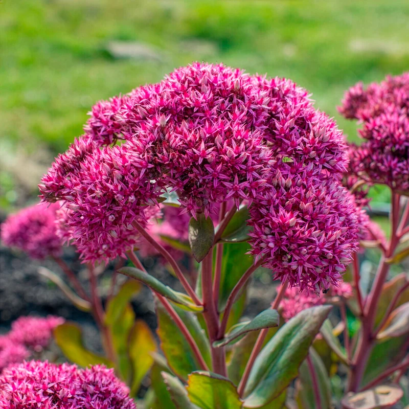 Sedum Mr Goodbud