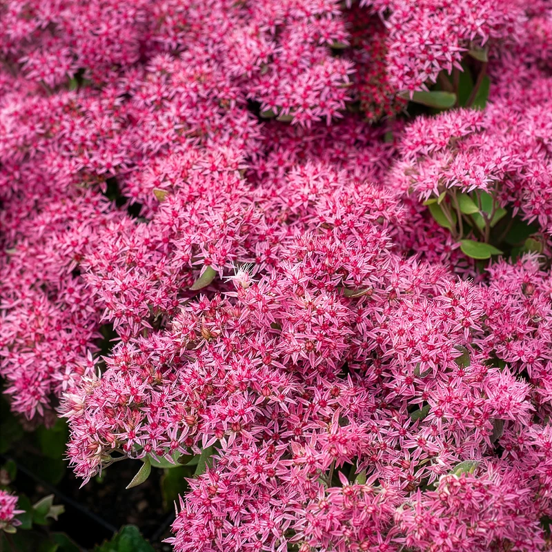 Sedum Mr Goodbud