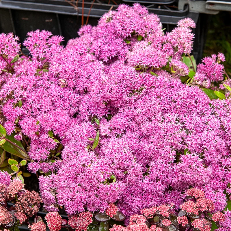 Sedum Mr Goodbud