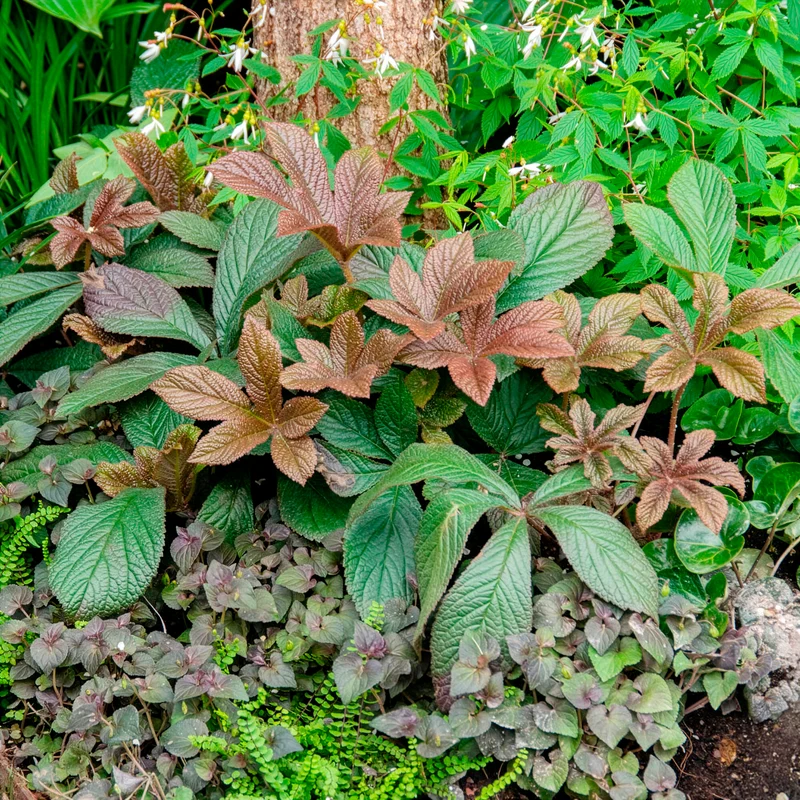 Rodgersia henrici