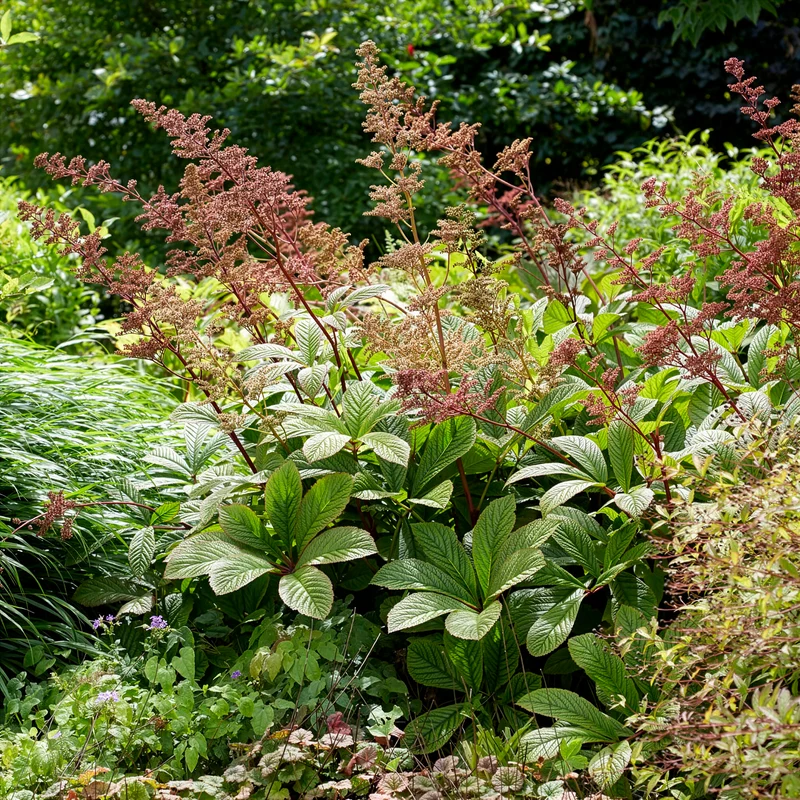 Rodgersia henrici