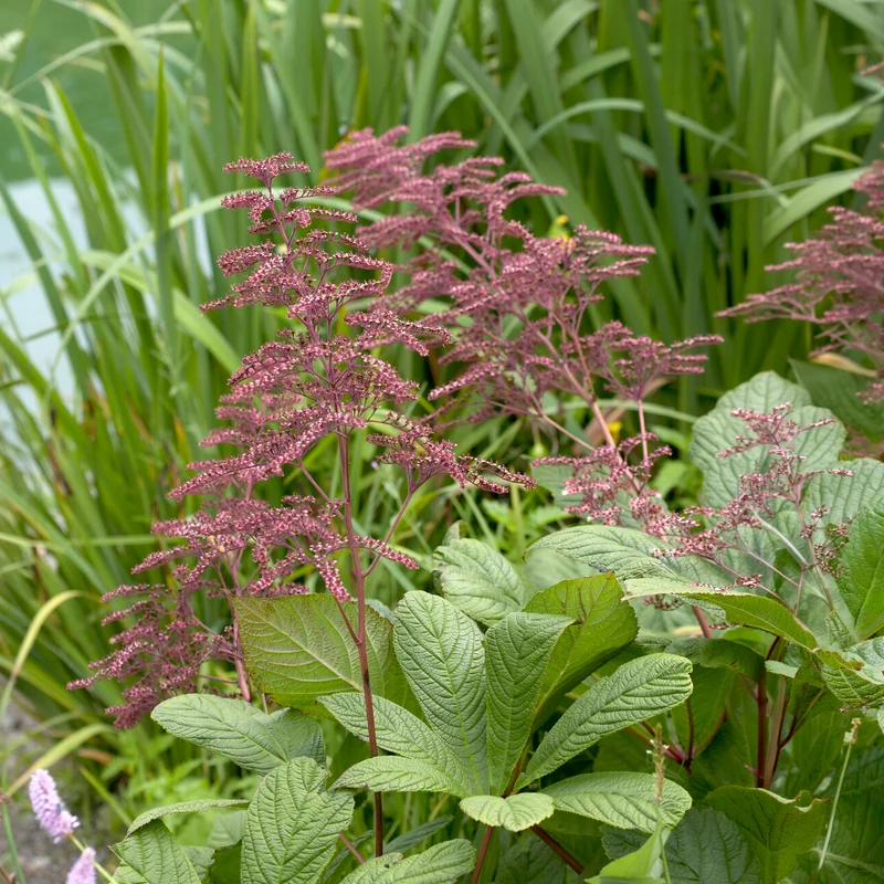 Rodgersia henrici