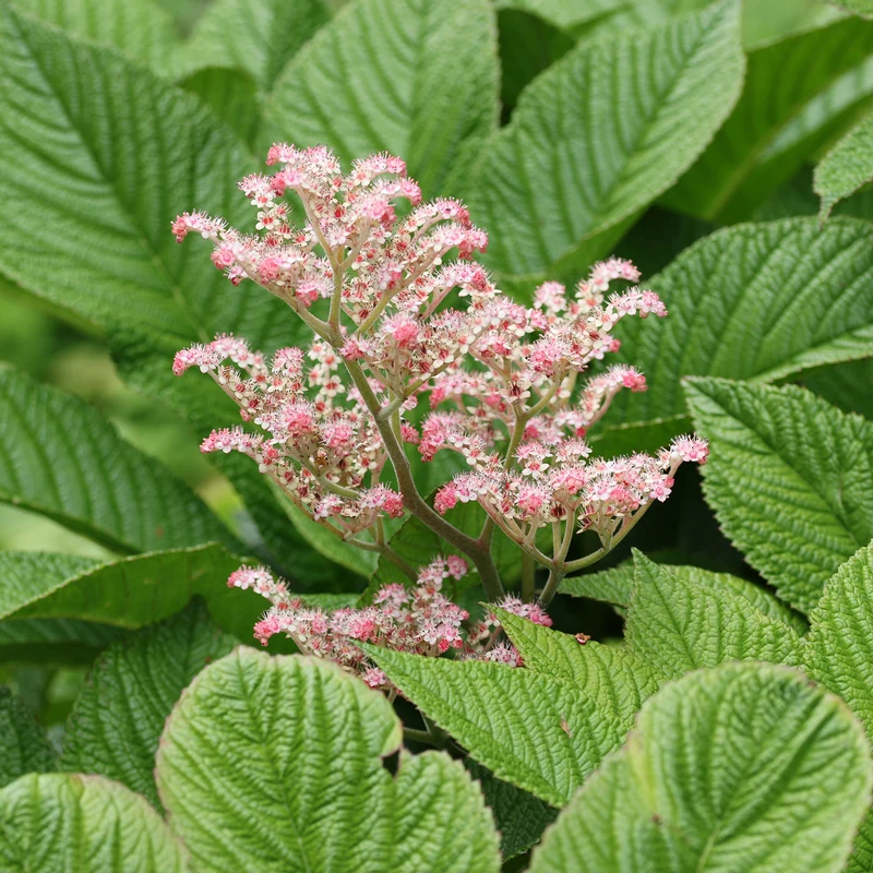 Rodgersia henrici