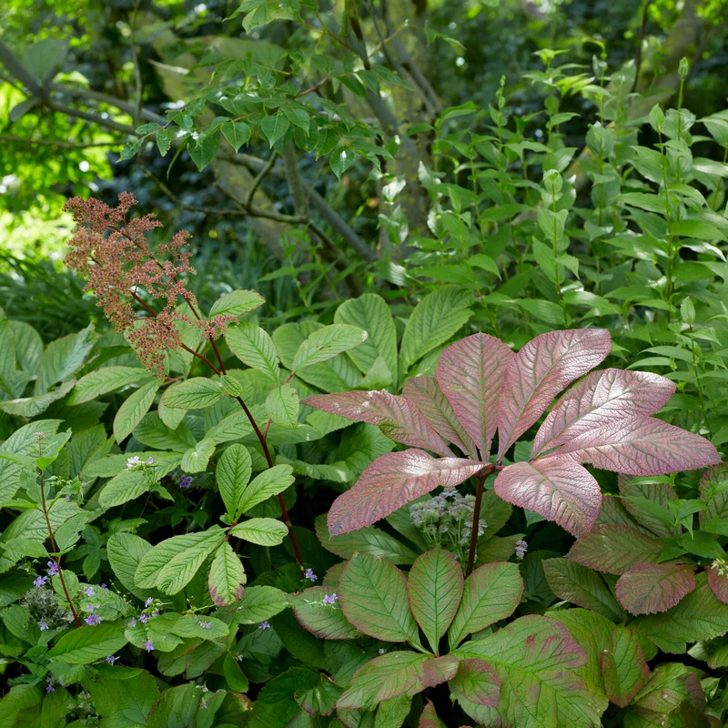 Rodgersia henrici