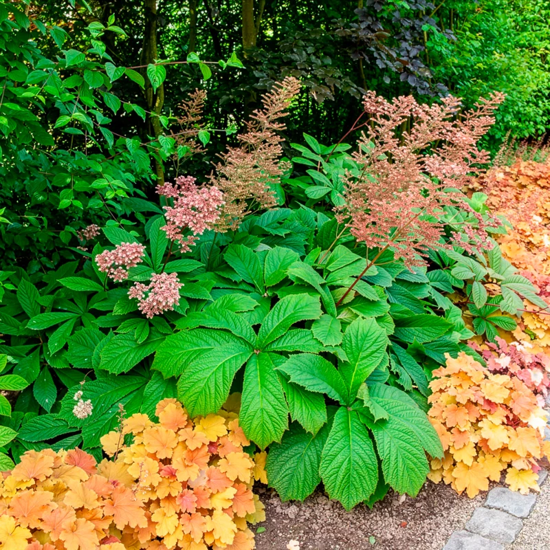 Rodgersia henrici