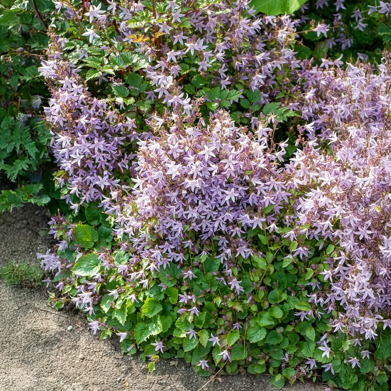 Campanule des murets Lisduggan