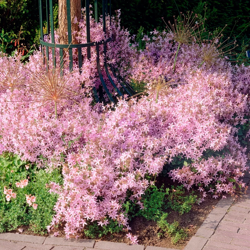 Campanule des murets Lisduggan