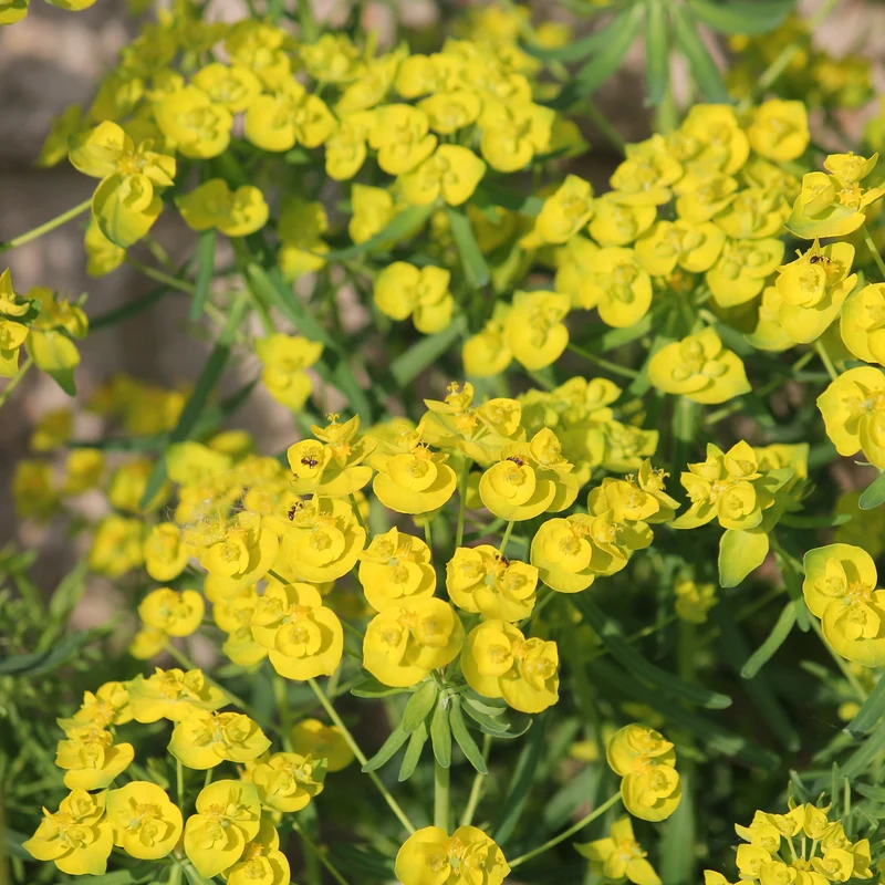 Euphorbe de Waldstein Betten
