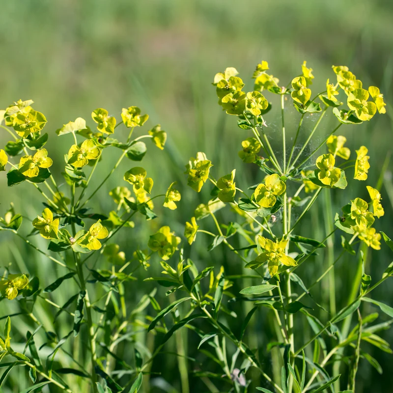 Euphorbe de Waldstein Betten