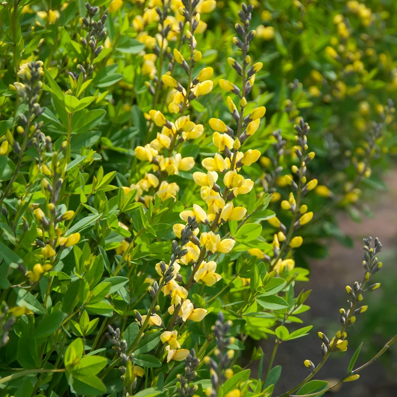 Lupin indigo Lemon Meringue