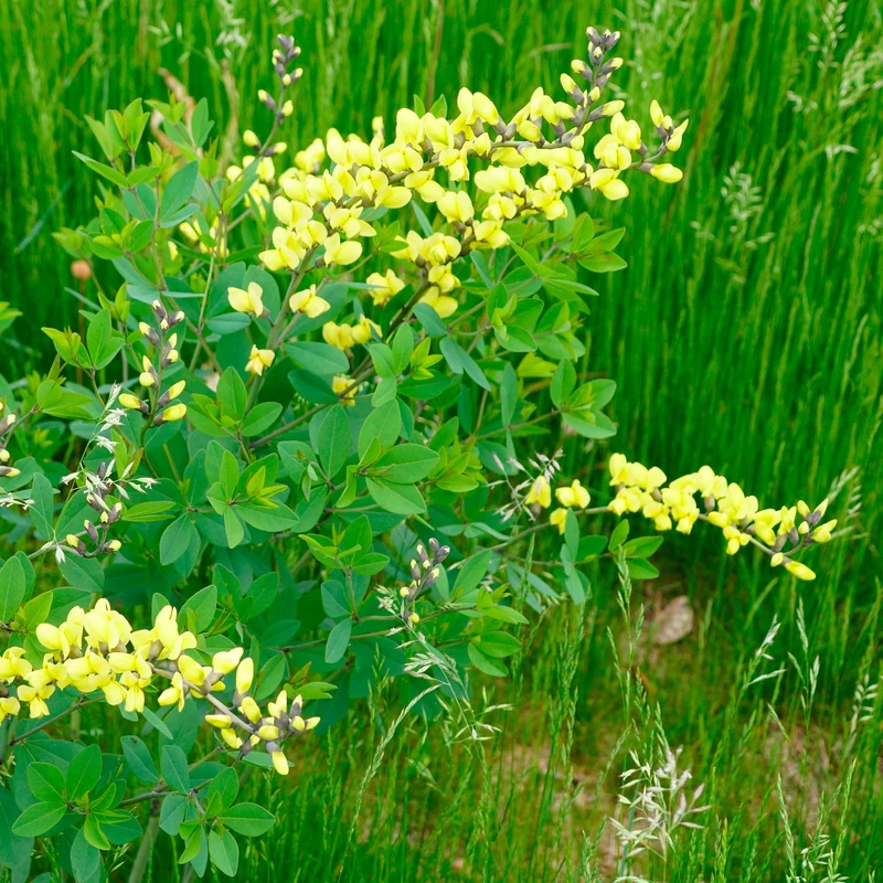 Lupin indigo Lemon Meringue