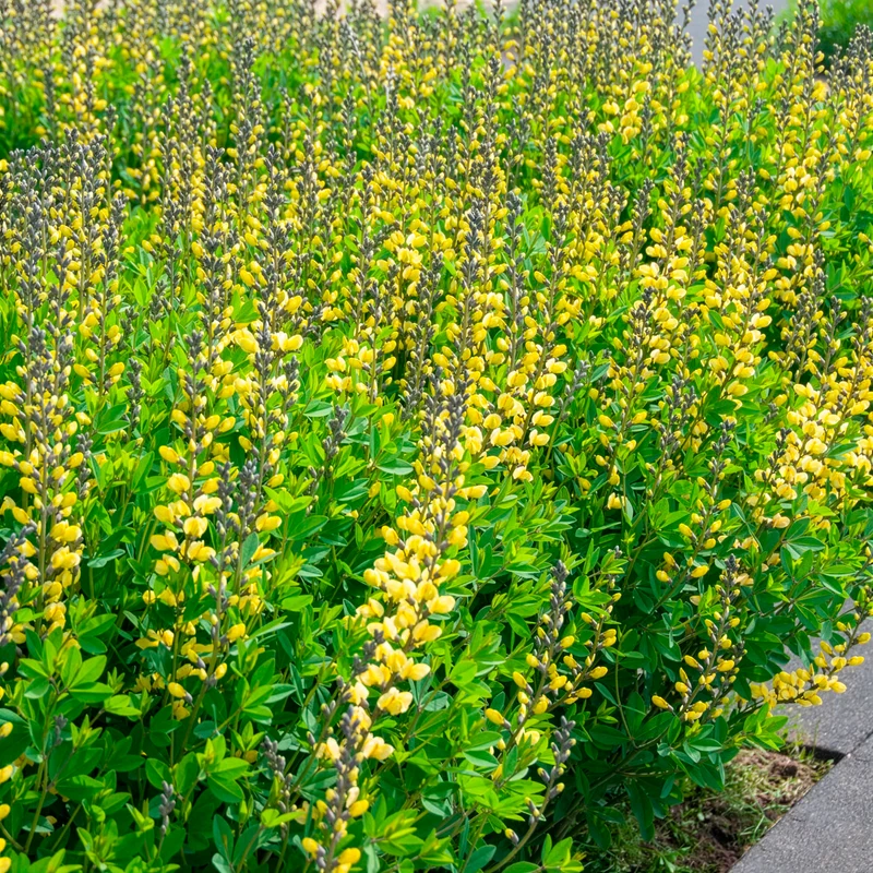 Lupin indigo Lemon Meringue