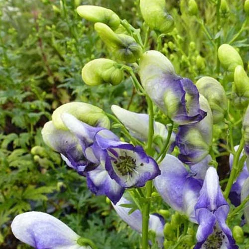 Aconit Bicolor