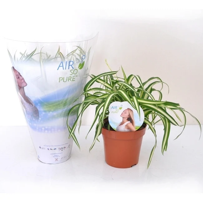 Chlorophytum Atlantic et son cache-pot blanc ELHO