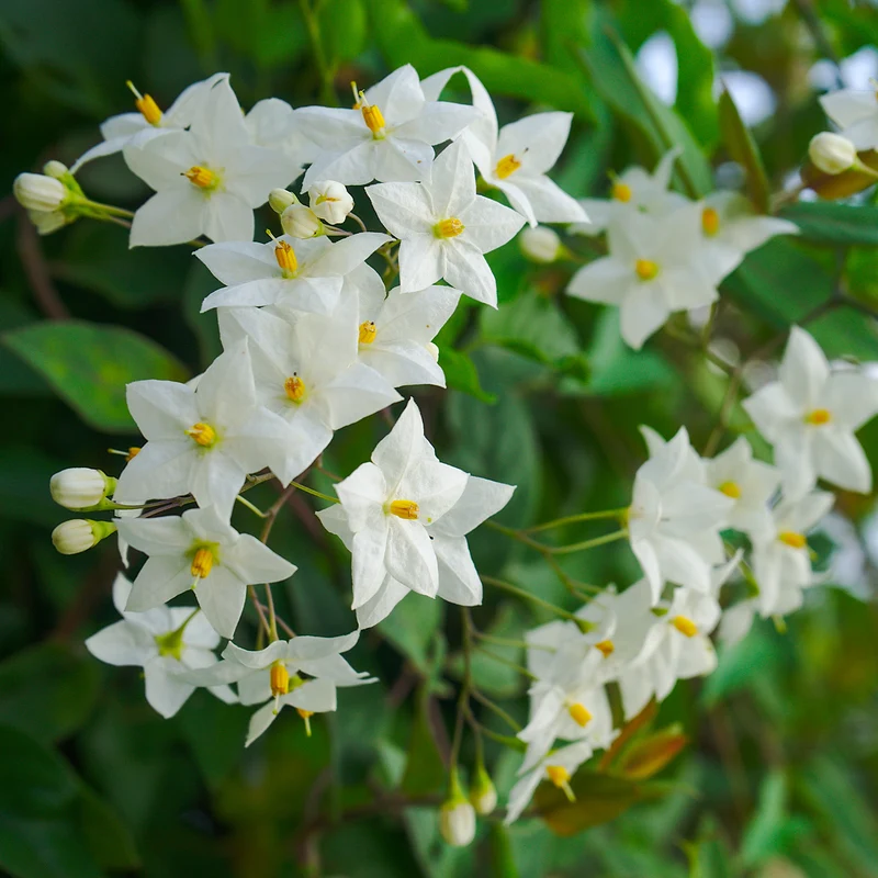 Morelle faux-jasmin