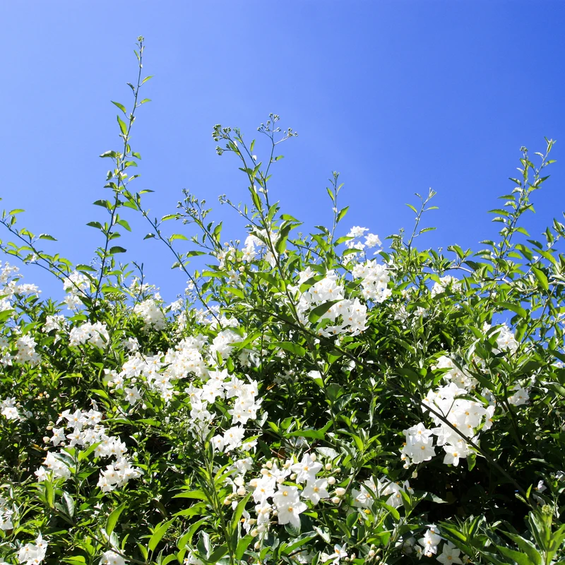 Morelle faux-jasmin