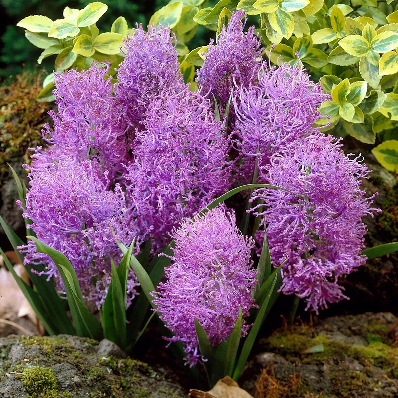 10 Muscaris plumeux