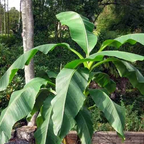 Bananier fruitier Dajiao