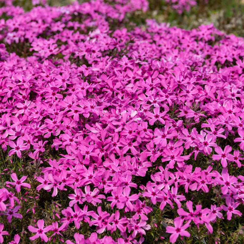 Phlox mousse Moerheimii rose