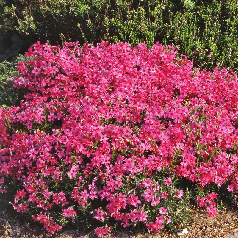 Phlox mousse Moerheimii rose