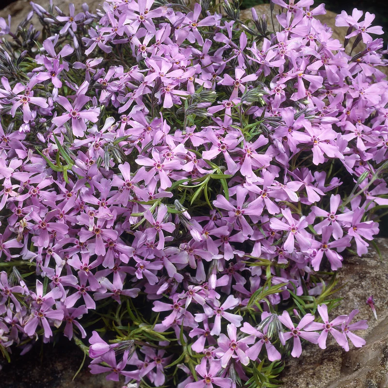 Phlox mousse Moerheimii rose