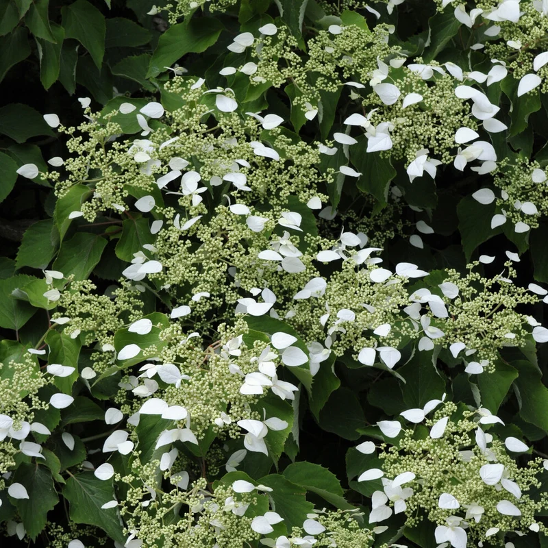 Hortensia grimpant du Japon