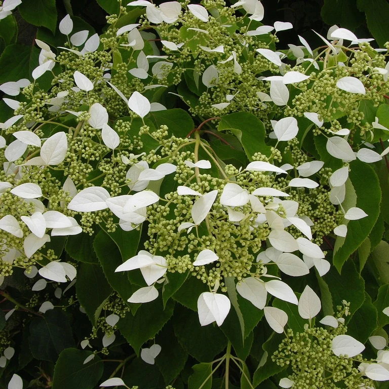 Hortensia grimpant du Japon